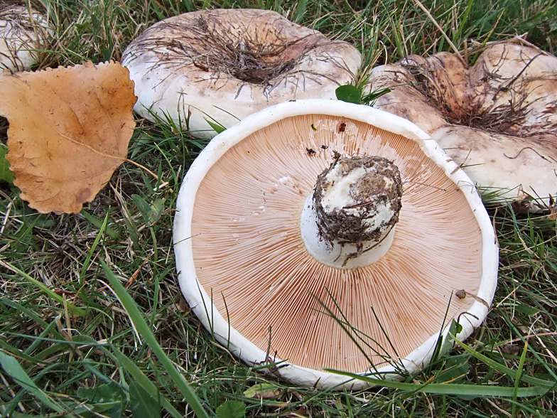 Lactarius controversus