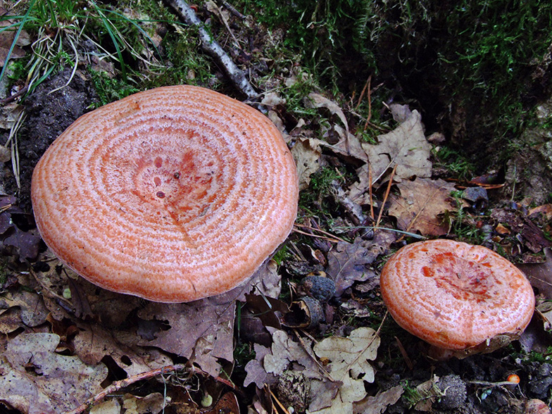 Lactarius deliciosus