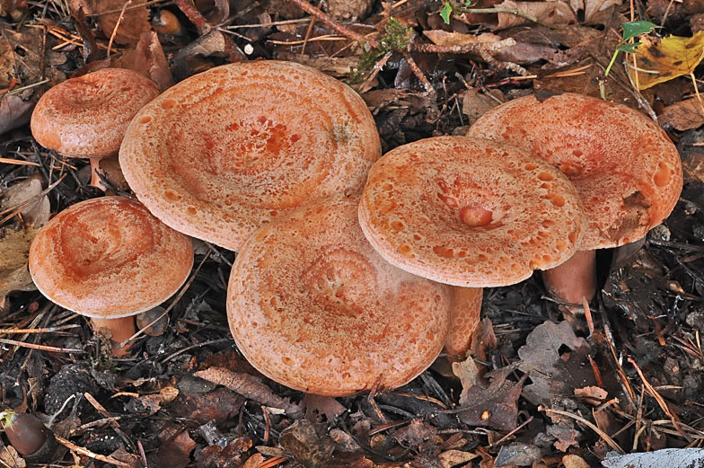 Lactarius deliciosus