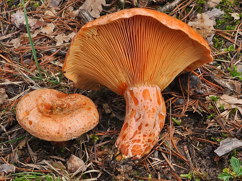 Lactarius deliciosus