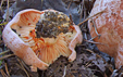 Lactarius deliciosus