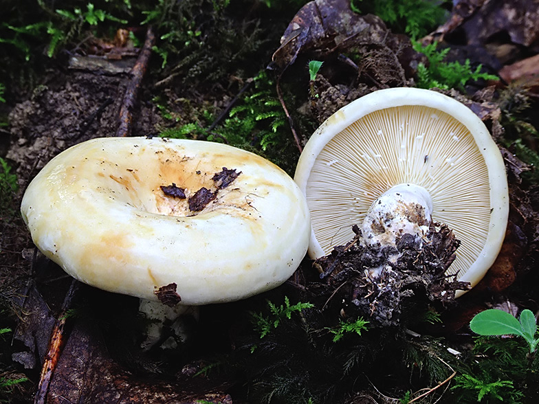 Lactarius evosmus