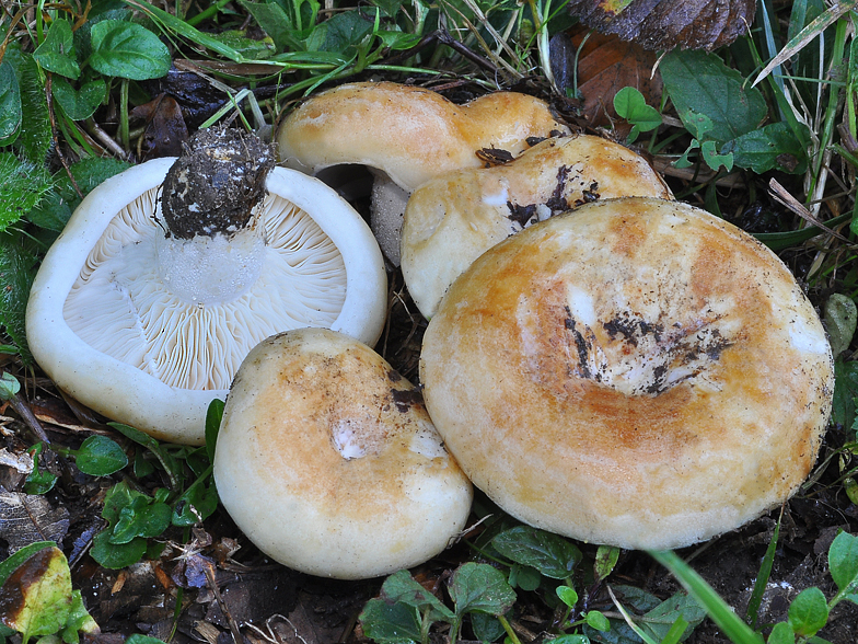 Lactarius evosmus