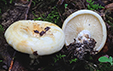 Lactarius evosmus