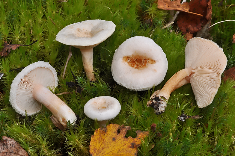 Lactarius favrei