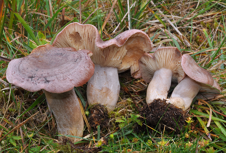 Lactarius flexuosus