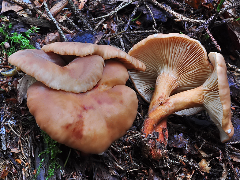 Lactarius fulvissimus