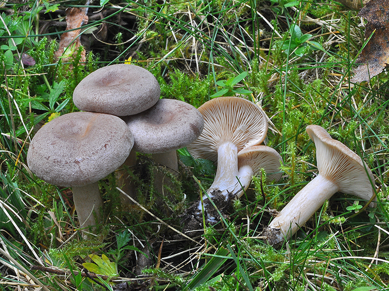 Lactarius glyciosmus