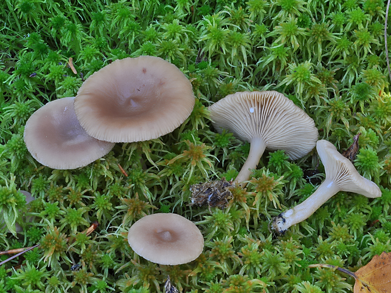 Lactarius glyciosmus