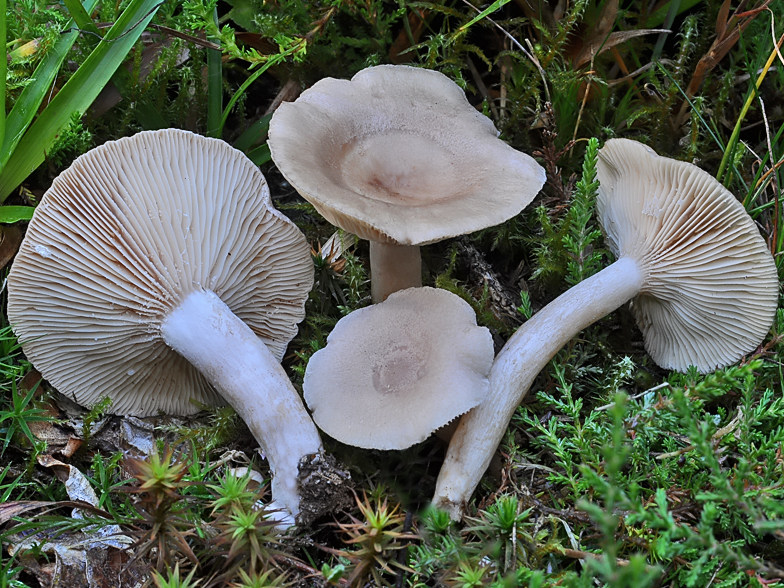 Lactarius glyciosmus