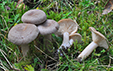 Lactarius glyciosmus