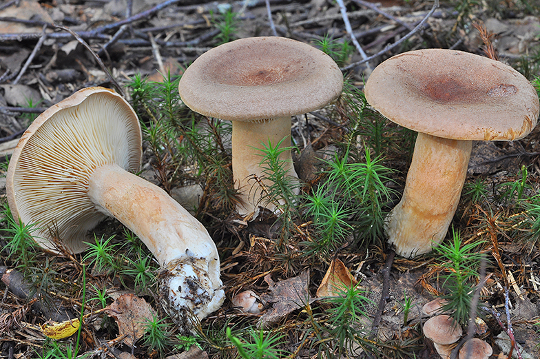 Lactarius helvus