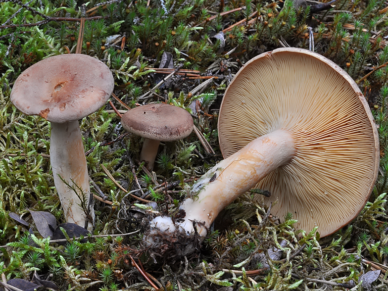 Lactarius helvus