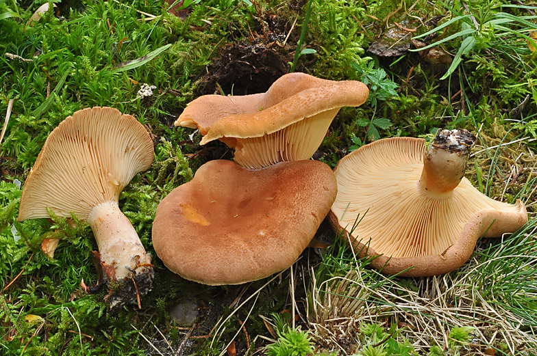 Lactarius helvus