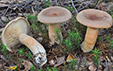 Lactarius helvus