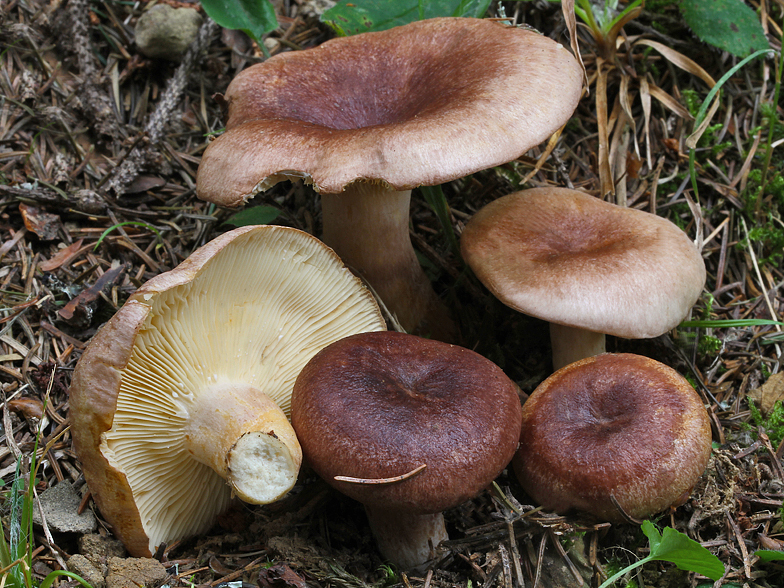 Lactarius hysginus