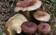 Lactarius hysginus