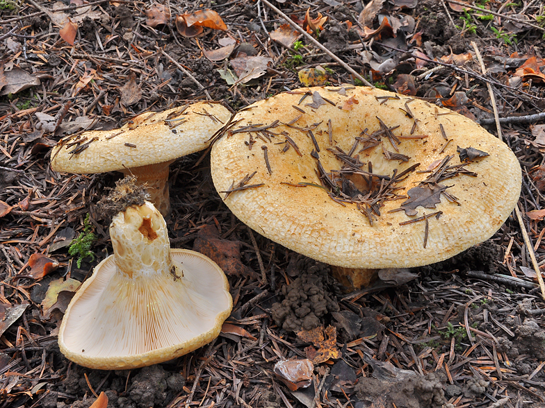 Lactarius intermedius