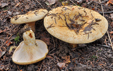 Lactarius intermedius