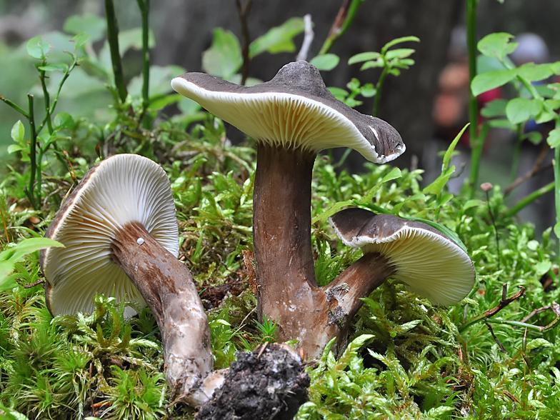 Lactarius lignyotus