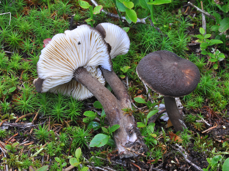 Lactarius lignyotus