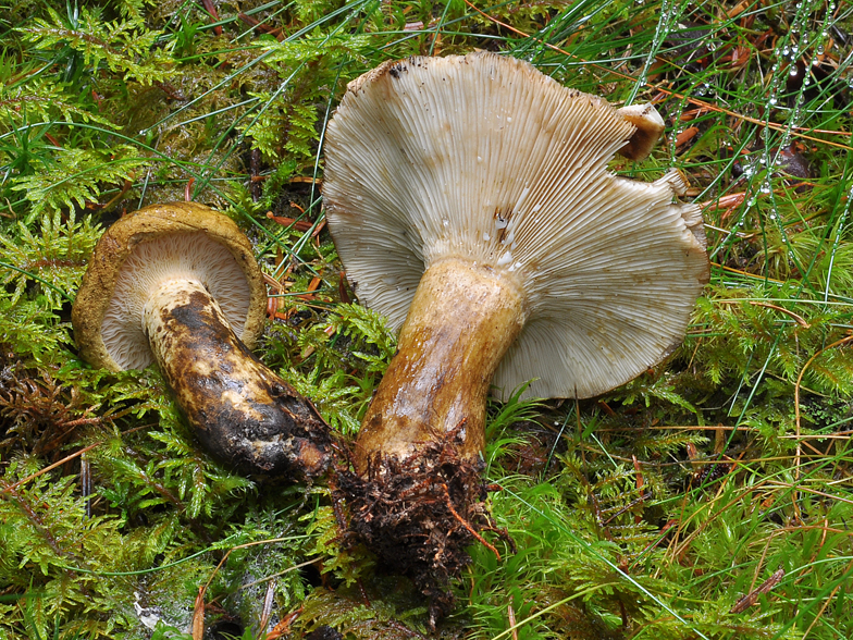 Lactarius necator