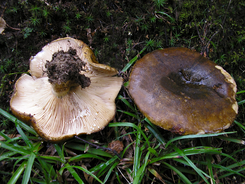 Lactarius necator