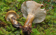 Lactarius necator