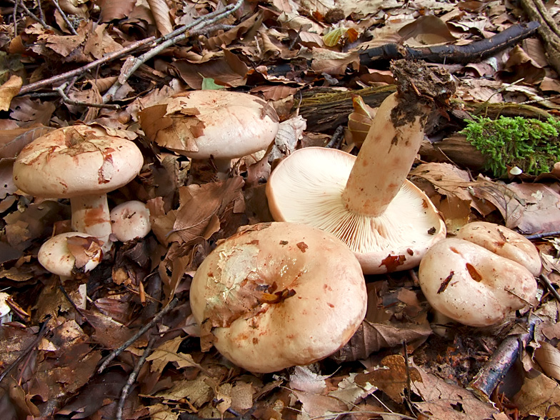 Lactarius pallidus