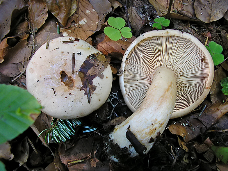 Lactarius pallidus