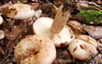 Lactarius pallidus