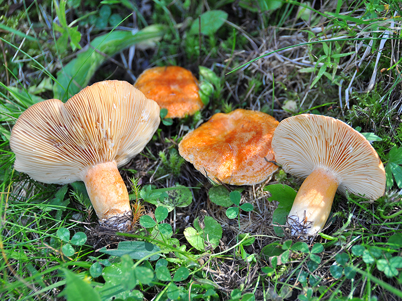 Lactarius porninsis