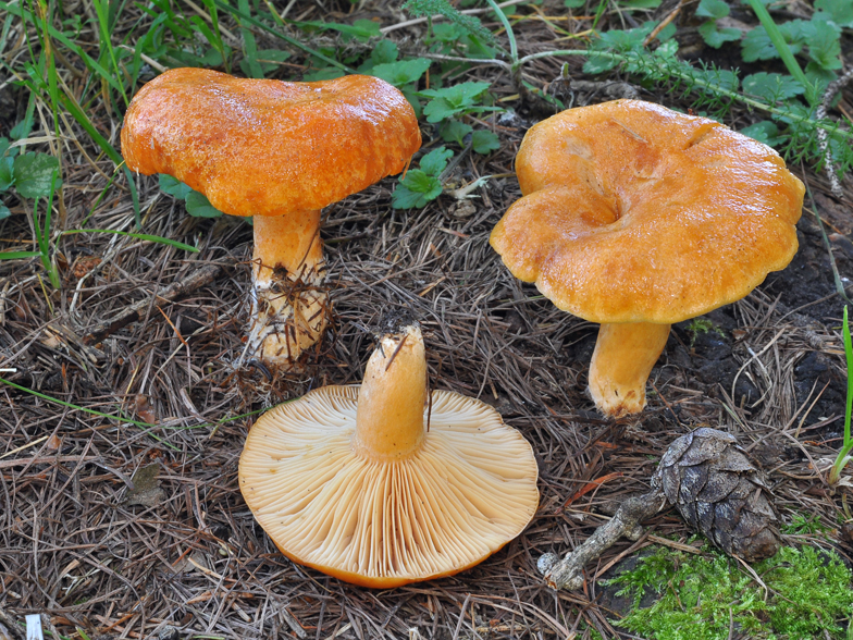 Lactarius porninsis