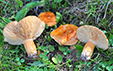 Lactarius porninsis