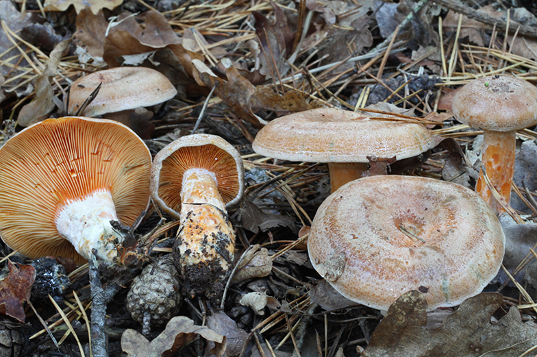 Lactarius quieticolor