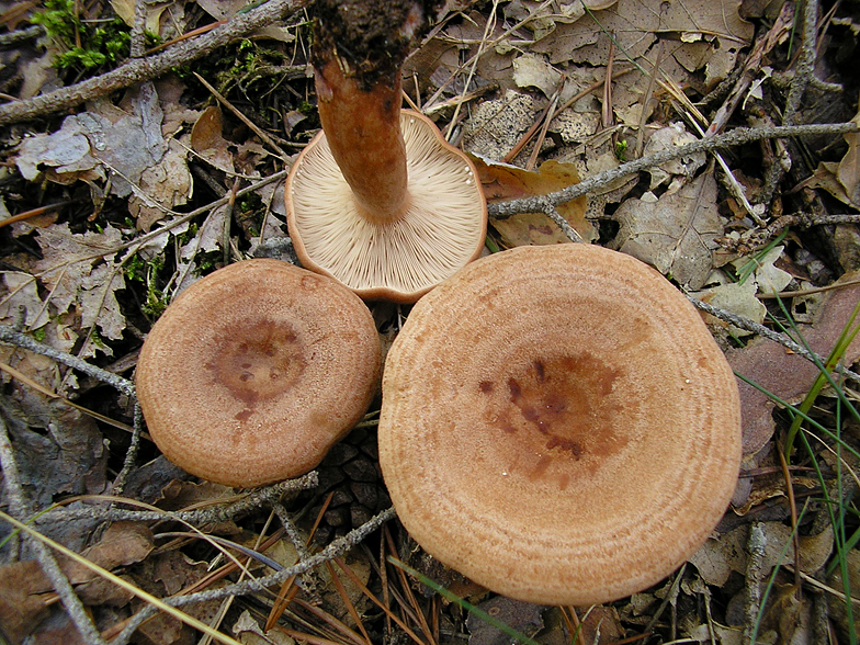 Lactarius quietus