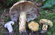 Lactarius repraesentaneus