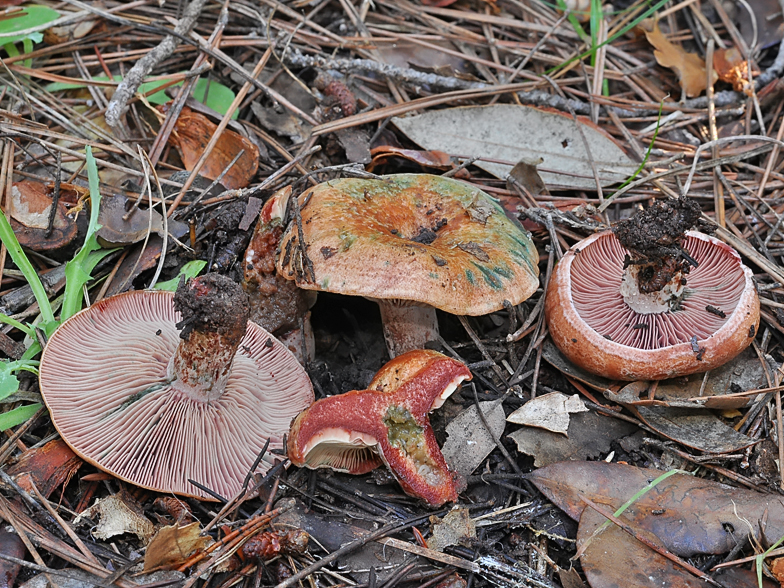 Lactarius sanguifluus