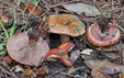 Lactarius sanguifluus