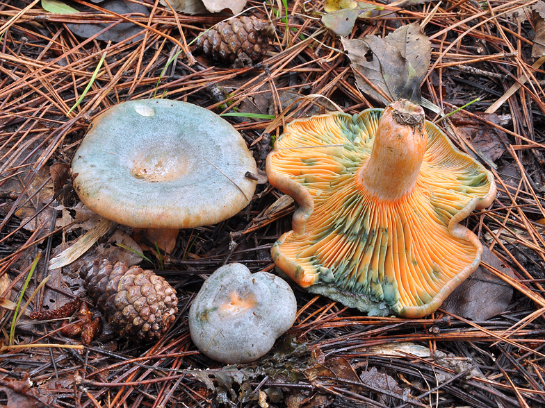 Lactarius sanguineo-virescens