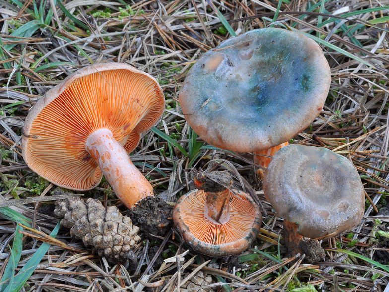 Lactarius sanguineo-virescens