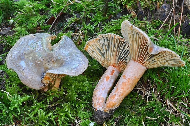 Lactarius sanguineo-virescens