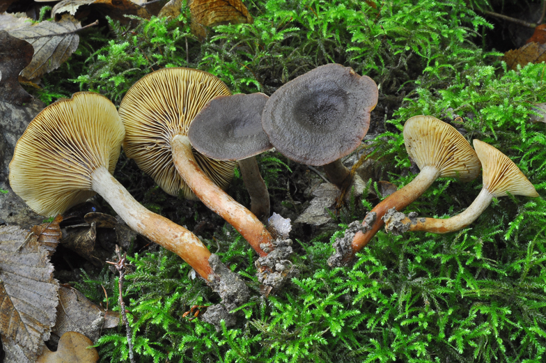 Lactarius subumbonatus