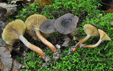 Lactarius subumbonatus