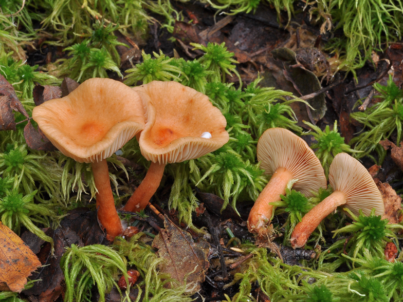 Lactarius tabidus