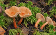 Lactarius tabidus