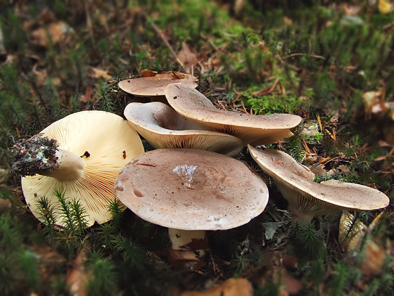 Lactarius trivialis