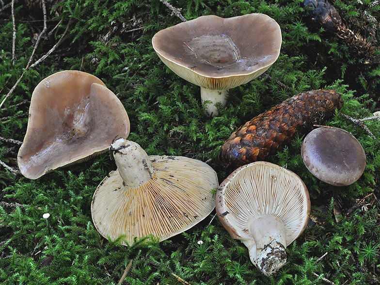 Lactarius trivialis