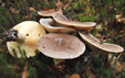 Lactarius trivialis