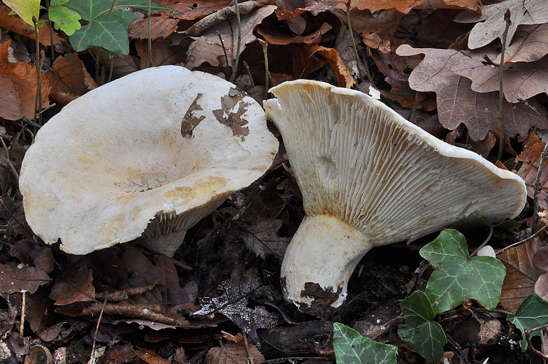 Lactarius vellereus